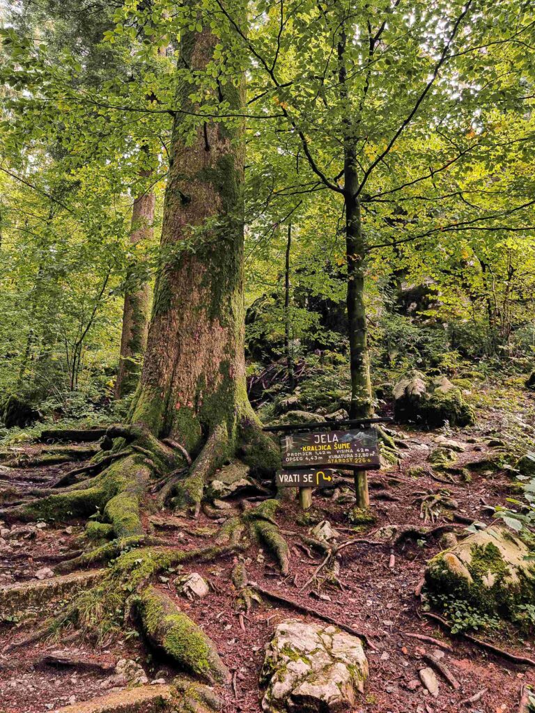 park_suma_golubinjak