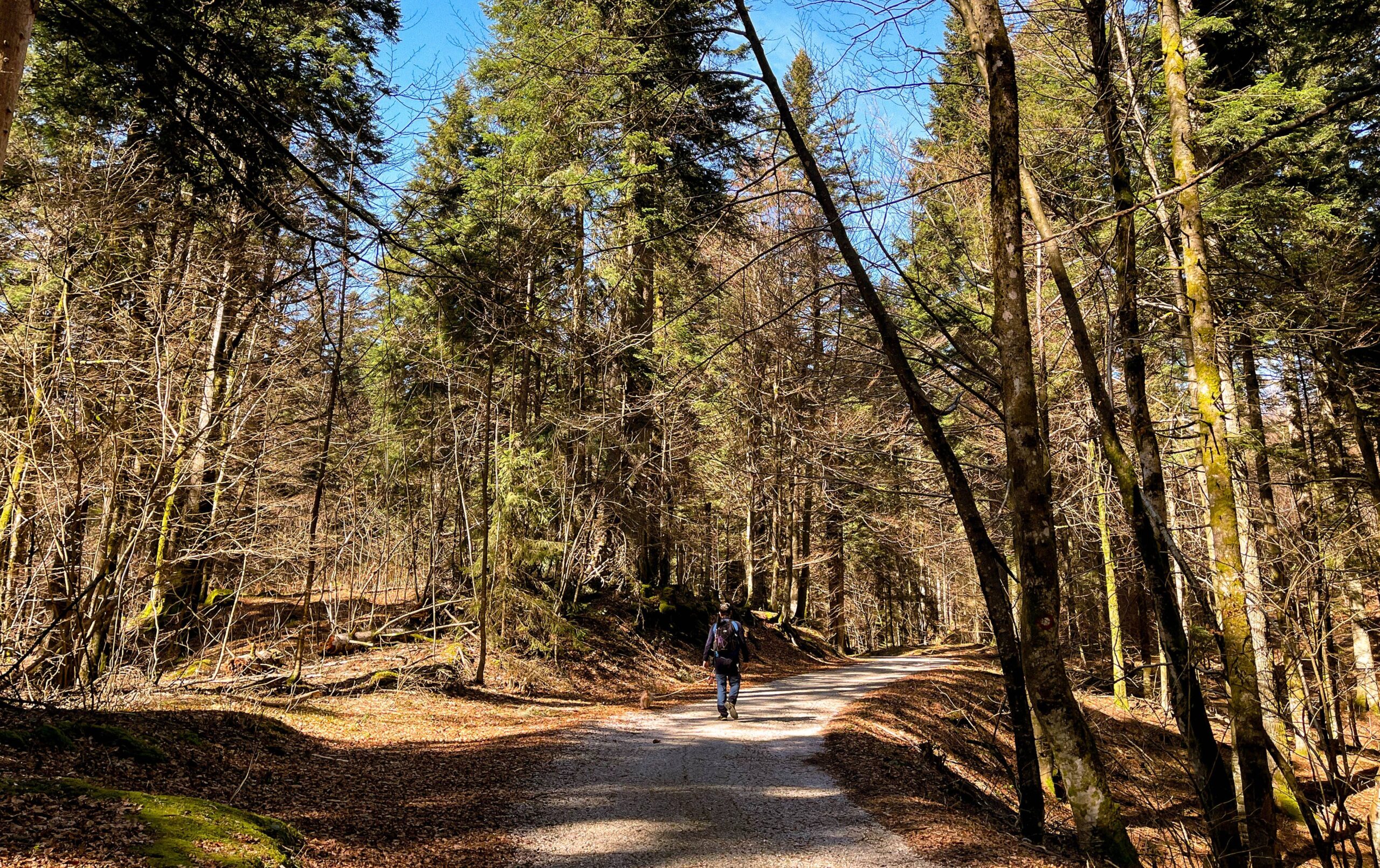 poucna_staza_leska_risnjak